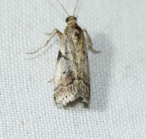 Acrobasis fallouella